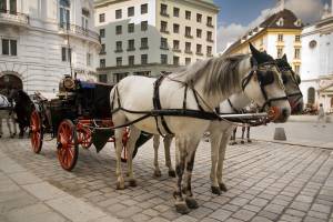 Horse drawn Carriage in Vienna
